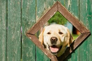 Gul labrador, der kigger igennem et hul i et grønt stakit som billede på at få mange besøgende på hjemmesiden og svar på, hvorfor man skal blogge.