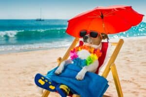 Hund i liggestol ved strand med lomsterkrans, badesandaler og parasol som billede på at sætte autosvar på mail, når man er på ferie.